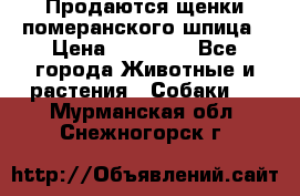 Продаются щенки померанского шпица › Цена ­ 45 000 - Все города Животные и растения » Собаки   . Мурманская обл.,Снежногорск г.